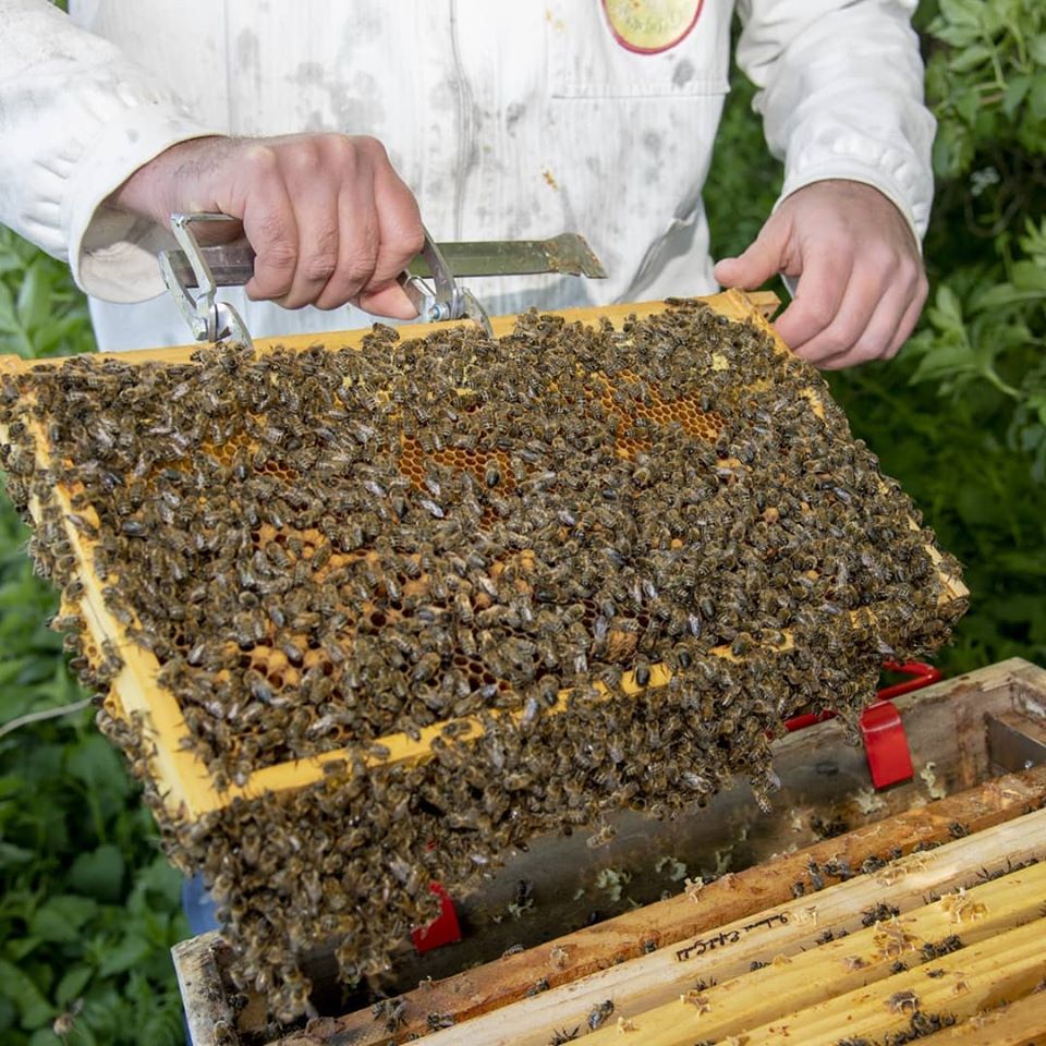 Bienen auf Wabe